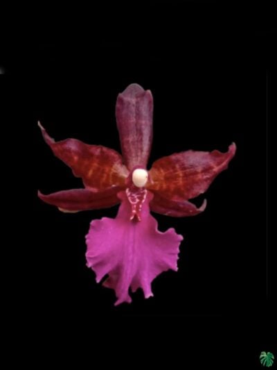 Colmanara-Massai-Oncidium-Masai-Pink-3x4-Product-Peppyflora-01-a-Moz