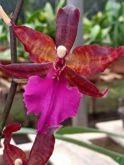 Colmanara-Massai-Oncidium-Masai-Pink-3x4-Product-Peppyflora-01-b-Moz