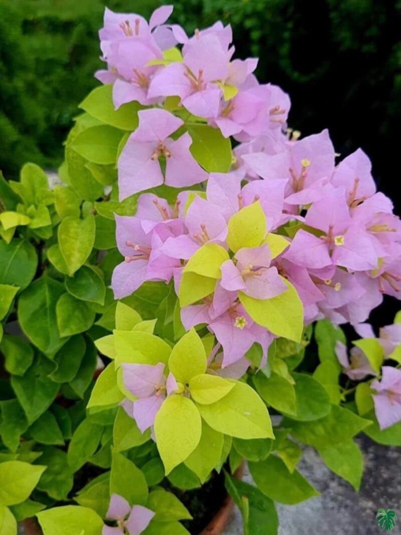 Golden-Mauve-Bougainvillea-3x4-Product-Peppyflora-01-a-a-Moz