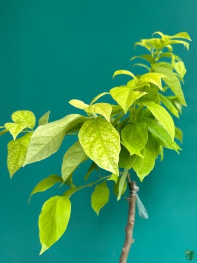 Golden-Mauve-Bougainvillea-3x4-Product-Peppyflora-01-b-Moz