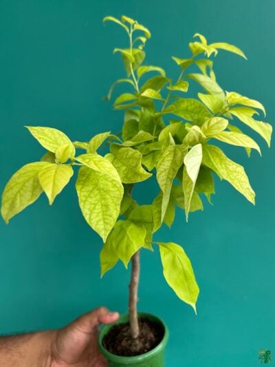 Golden-Mauve-Bougainvillea-3x4-Product-Peppyflora-01-c-Moz