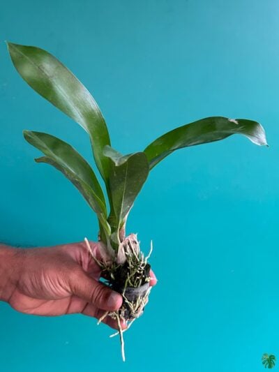 Grammatophyllum-Pakkret-Leo-Asgard-3x4-Product-Peppyflora-01-a-Moz