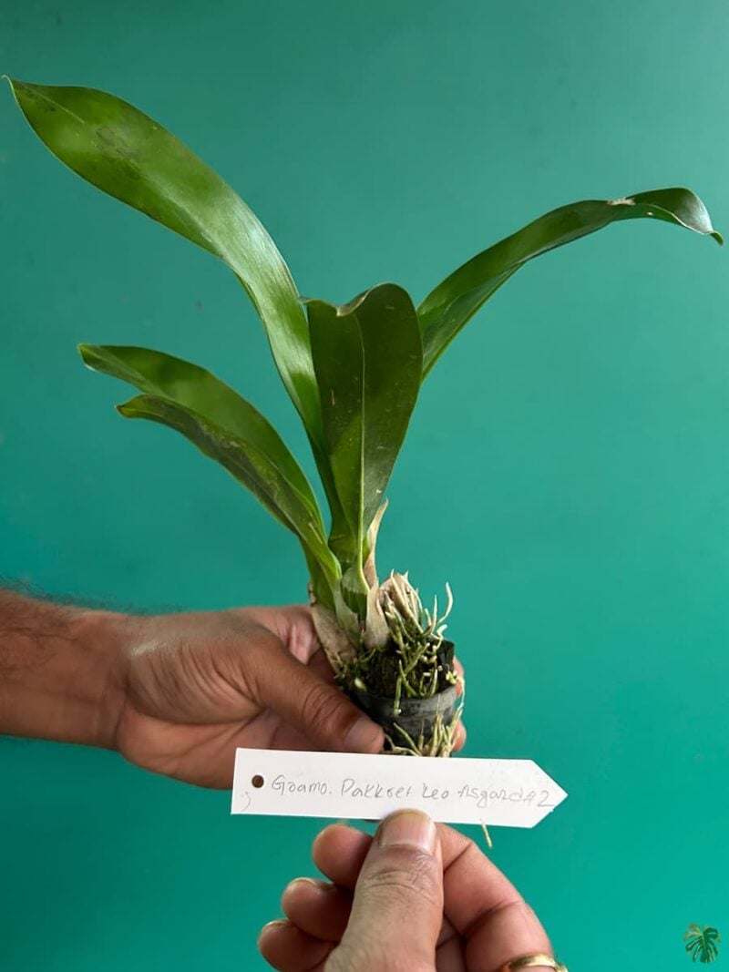 Grammatophyllum-Pakkret-Leo-Asgard-3x4-Product-Peppyflora-01-b-Moz
