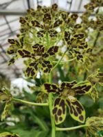 Grammatophyllum-Pakkret-Leo-Asgard-3x4-Product-Peppyflora-01-c-Moz
