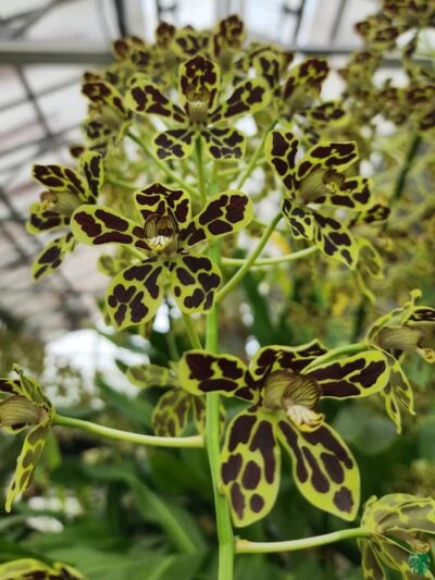 Grammatophyllum-Pakkret-Leo-Asgard-3x4-Product-Peppyflora-01-c-Moz