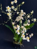 Oncidium-Tsiku-Marguerite-3x4-Product-Peppyflora-01-a-Moz