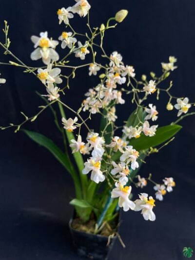 Oncidium-Tsiku-Marguerite-3x4-Product-Peppyflora-01-a-Moz