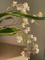 Oncidium-Tsiku-Marguerite-3x4-Product-Peppyflora-01-b-Moz