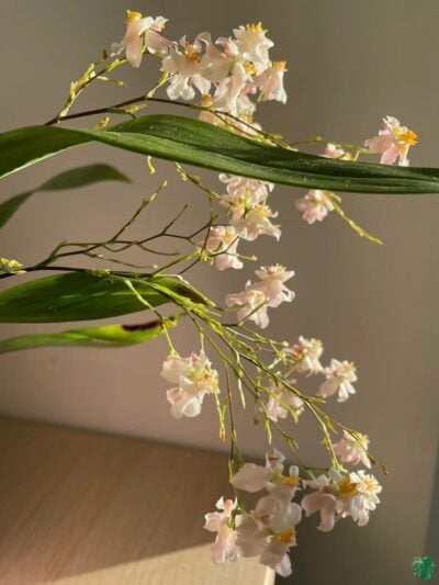 Oncidium-Tsiku-Marguerite-3x4-Product-Peppyflora-01-b-Moz