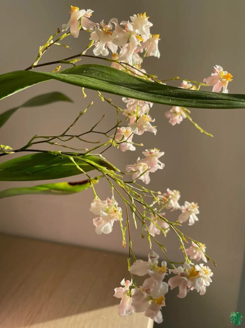 Oncidium-Tsiku-Marguerite-3x4-Product-Peppyflora-01-b-Moz