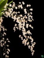 Oncidium-Tsiku-Marguerite-3x4-Product-Peppyflora-01-c-Moz