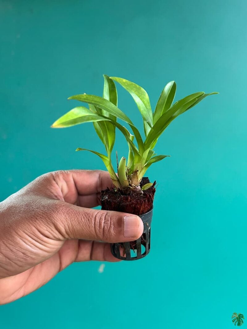 Oncidium-Tsiku-Marguerite-3x4-Product-Peppyflora-01-d-Moz