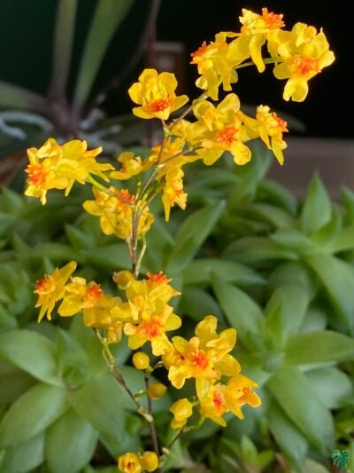 Oncidium-Twinkle-Oro-3x4-Product-Peppyflora-01-a-Moz