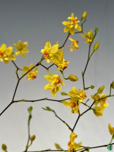 Oncidium-Twinkle-Oro-3x4-Product-Peppyflora-01-b-Moz