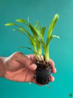Oncidium-Twinkle-Oro-3x4-Product-Peppyflora-01-c-Moz