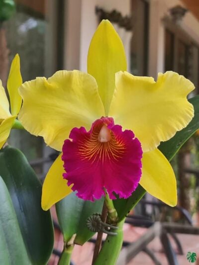 Rhyncholaeliocattleya-Alma-Kee-3x4-Product-Peppyflora-01-a-Moz