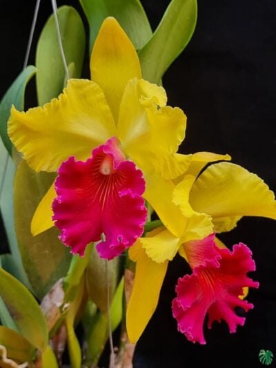 Rhyncholaeliocattleya-Alma-Kee-3x4-Product-Peppyflora-01-b-Moz