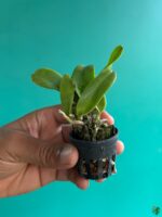 Rhyncholaeliocattleya-Alma-Kee-3x4-Product-Peppyflora-01-c-Moz