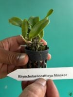 Rhyncholaeliocattleya-Alma-Kee-3x4-Product-Peppyflora-01-d-Moz