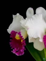 Rhyncholaeliocattleya-Ann-Jol-3x4-Product-Peppyflora-01-a-Moz