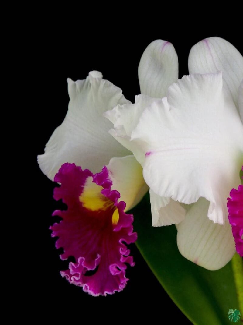 Rhyncholaeliocattleya-Ann-Jol-3x4-Product-Peppyflora-01-a-Moz