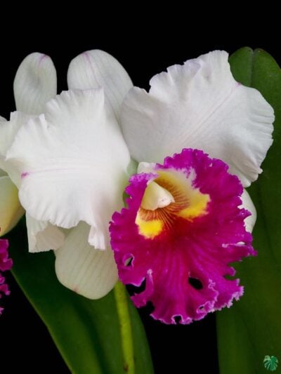 Rhyncholaeliocattleya-Ann-Jol-3x4-Product-Peppyflora-01-b-Moz