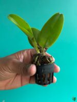 Rhyncholaeliocattleya-Ann-Jol-3x4-Product-Peppyflora-01-c-Moz