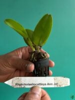 Rhyncholaeliocattleya-Ann-Jol-3x4-Product-Peppyflora-01-d-Moz
