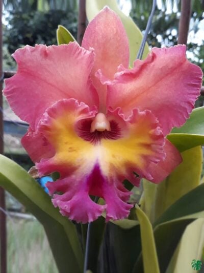 Rhyncholaeliocattleya-Chaweewan-Sunset-3x4-Product-Peppyflora-01-a-Moz