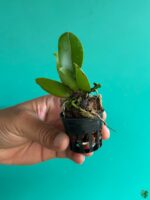 Rhyncholaeliocattleya-Chaweewan-Sunset-3x4-Product-Peppyflora-01-b-Moz