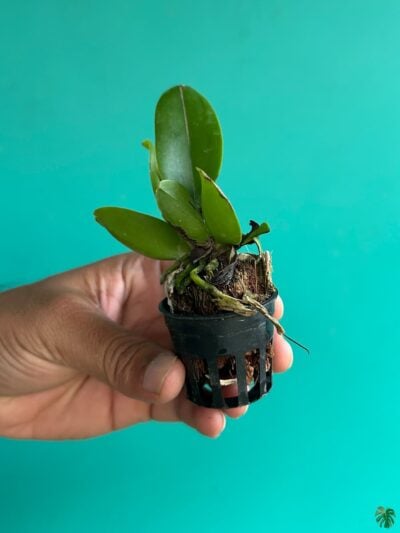 Rhyncholaeliocattleya-Chaweewan-Sunset-3x4-Product-Peppyflora-01-b-Moz