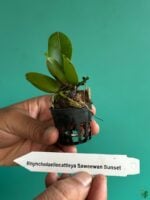 Rhyncholaeliocattleya-Chaweewan-Sunset-3x4-Product-Peppyflora-01-c-Moz