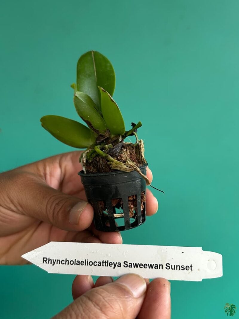 Rhyncholaeliocattleya-Chaweewan-Sunset-3x4-Product-Peppyflora-01-c-Moz