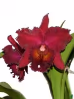 Rhyncholaeliocattleya-Chia-Lin-3x4-Product-Peppyflora-01-a-Moz