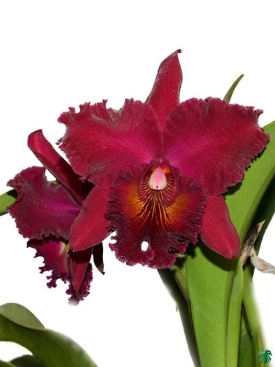 Rhyncholaeliocattleya-Chia-Lin-3x4-Product-Peppyflora-01-a-Moz
