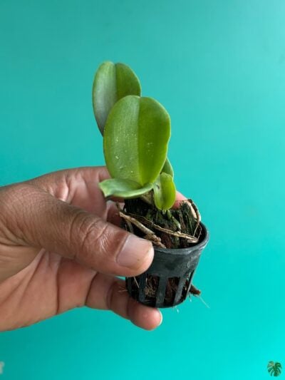 Rhyncholaeliocattleya-Chia-Lin-3x4-Product-Peppyflora-01-b-Moz