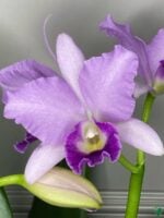 Rhyncholaeliocattleya-Hawaiian-Blue-Sky-3x4-Product-Peppyflora-01-a-Moz