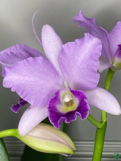 Rhyncholaeliocattleya-Hawaiian-Blue-Sky-3x4-Product-Peppyflora-01-a-Moz