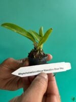 Rhyncholaeliocattleya-Hawaiian-Blue-Sky-3x4-Product-Peppyflora-01-b-Moz