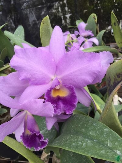 Rhyncholaeliocattleya-Hawaiian-Blue-Sky-3x4-Product-Peppyflora-01-c-Moz