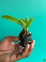 Rhyncholaeliocattleya-Hawaiian-Blue-Sky-3x4-Product-Peppyflora-01-d-Moz