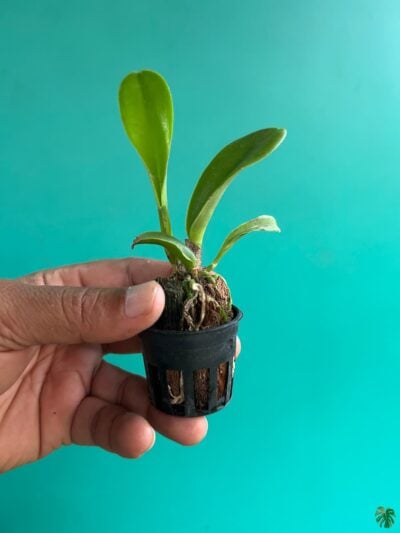 Rhyncholaeliocattleya-NP-Gold-3x4-Product-Peppyflora-01-a-Moz