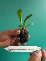 Rhyncholaeliocattleya-NP-Gold-3x4-Product-Peppyflora-01-b-Moz