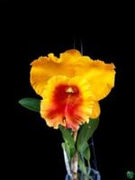 Rhyncholaeliocattleya-NP-Gold-3x4-Product-Peppyflora-01-c-Moz