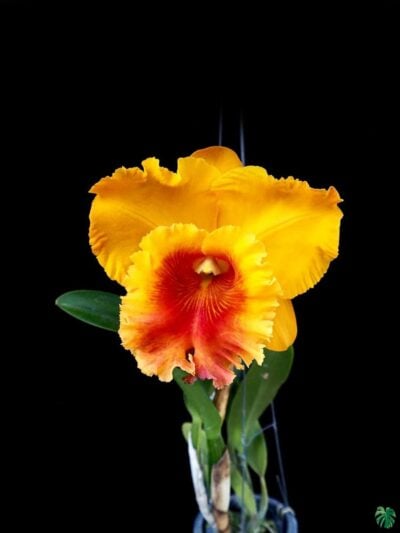 Rhyncholaeliocattleya-NP-Gold-3x4-Product-Peppyflora-01-c-Moz