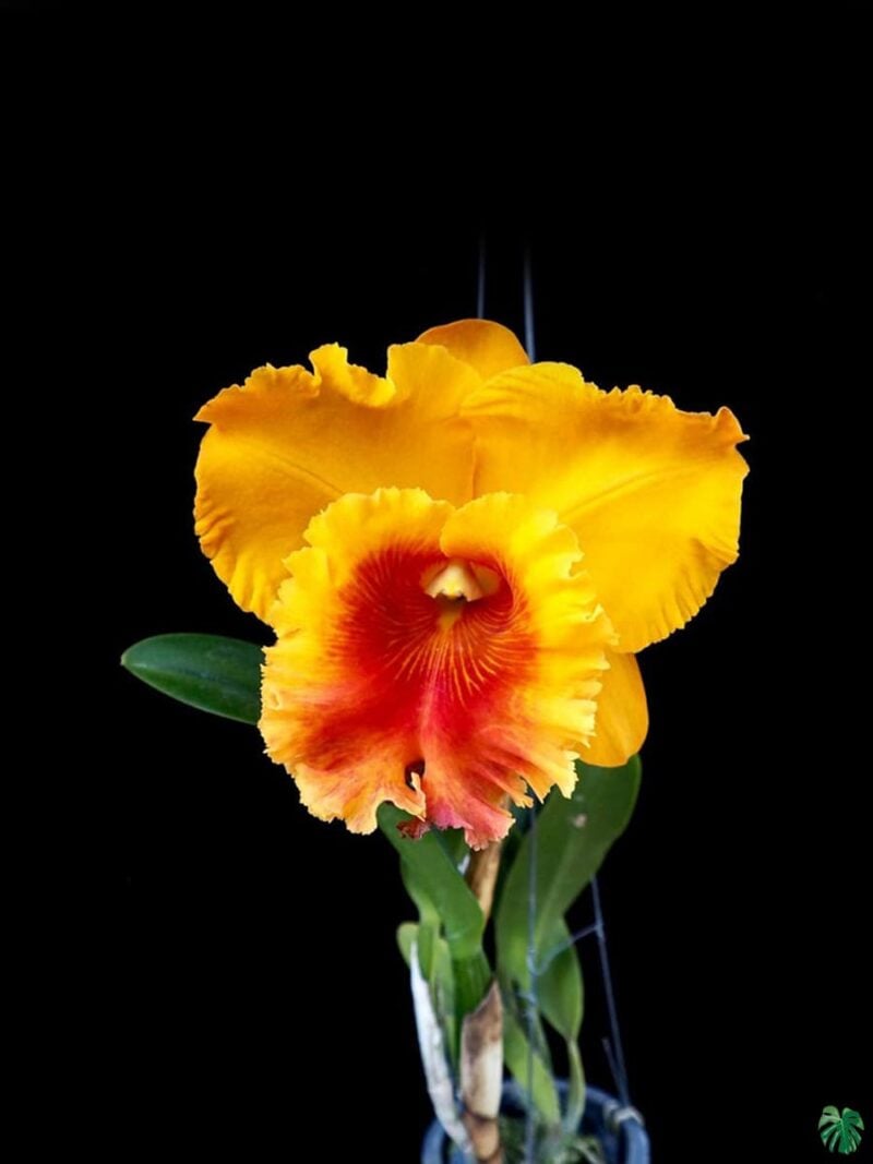 Rhyncholaeliocattleya-NP-Gold-3x4-Product-Peppyflora-01-c-Moz