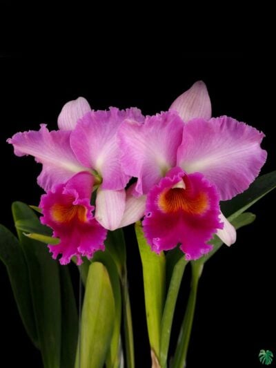 Rhyncholaeliocattleya-Pink-Diamond-3x4-Product-Peppyflora-01-a-Moz