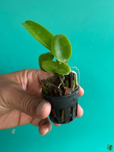 Rhyncholaeliocattleya-Pink-Diamond-3x4-Product-Peppyflora-01-b-Moz
