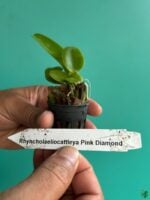 Rhyncholaeliocattleya-Pink-Diamond-3x4-Product-Peppyflora-01-c-Moz