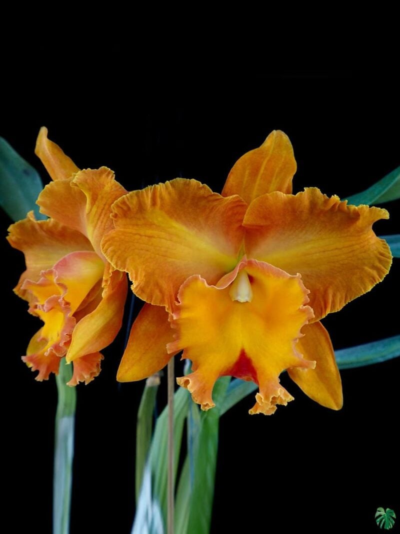 Rhyncholaeliocattleya-Suvarnabhumi-Delight-3x4-Product-Peppyflora-01-a-Moz